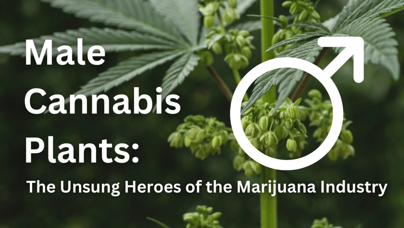 Male Cannabis Plants: The Unsung Heroes of the Marijuana Industry | My ...